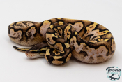 Python royal - Python regius Pastel Sugar