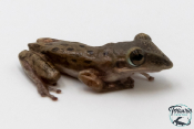 Triprion petasatus - Grenouille canard