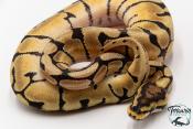 Python royal - Python regius Spider Mojave