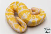 Python royal - Python regius Albinos