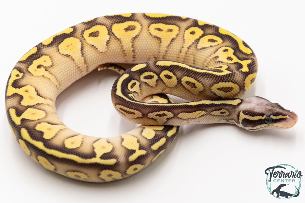 Python royal - Python regius Super Pastel Butter