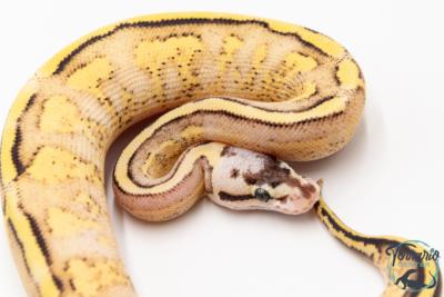 Python royal - Python regius Super Stripe Pastel