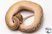 Python royal - Python regius Highway