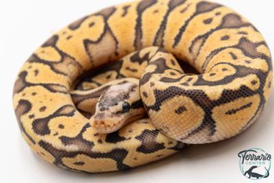 Python royal - Python regius Super Pastel Yellow Belly