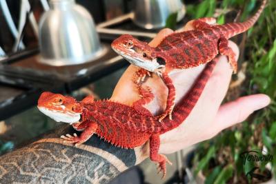 Pogona vitticeps - Agame barbu - Red Monster