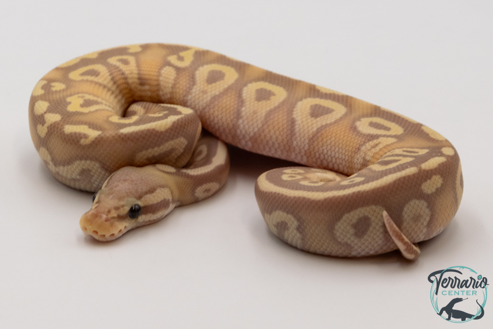 Python royal - Python regius Banana Pastave