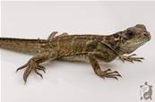Hydrosaurus Amboinensis - Hydrosaure d'Amboine