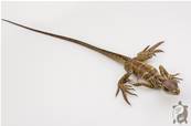 Hydrosaurus Amboinensis - Hydrosaure d'Amboine