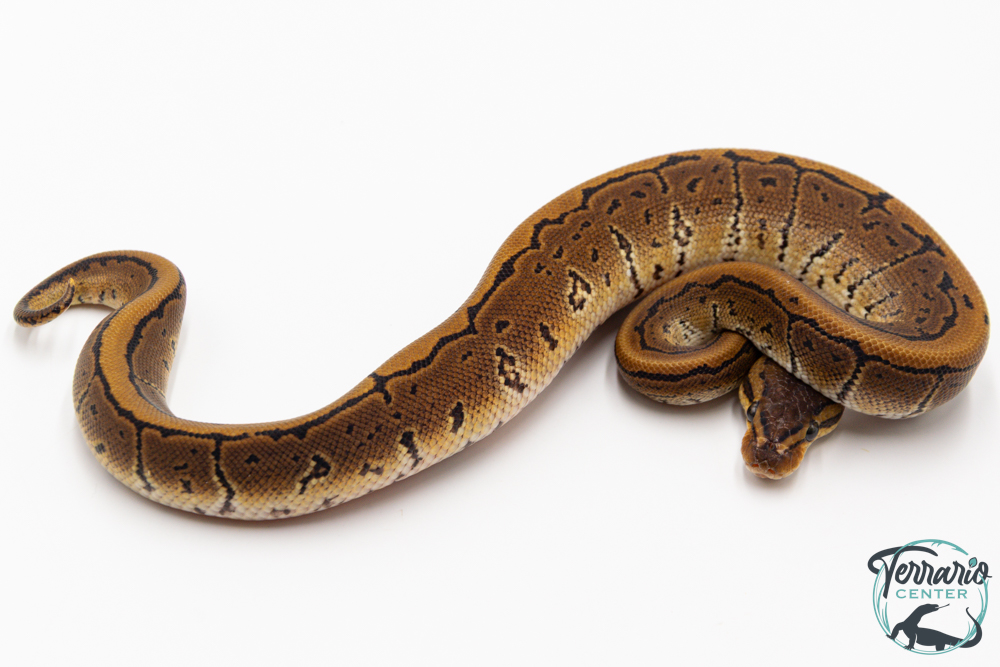 Python royal - Python regius Pinstripe