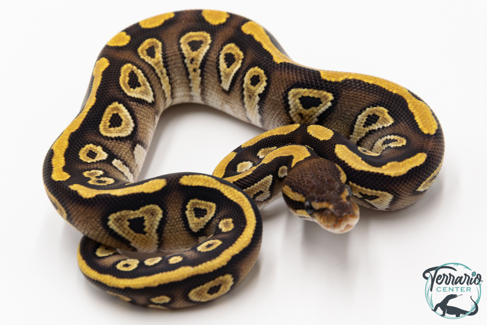 Python royal - Python regius Phantom