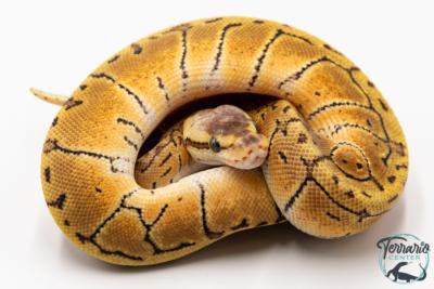 Python royal - Python regius Lemon Blast