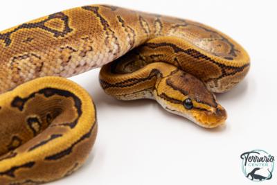 Python royal - Python regius Pinstripe Yellow Belly