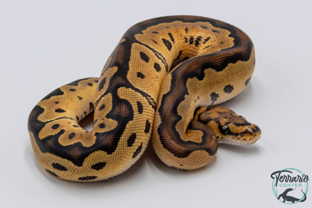 Python royal - Python regius Clown