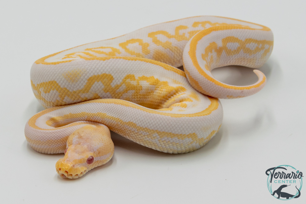 Python royal - Python regius Albinos Black Pastel Mahogany