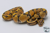 Python royal - Python regius Enchi Hypo 