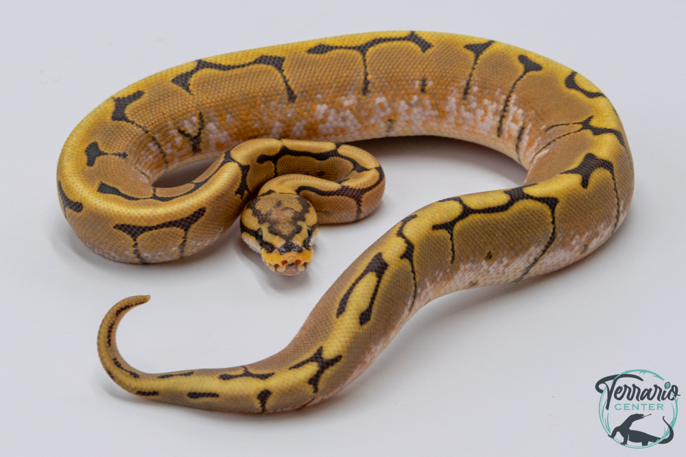 Python royal - Python regius Stinger Bee Hypo