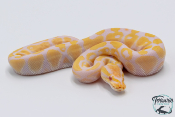 Python royal - Python regius Albinos Pastel