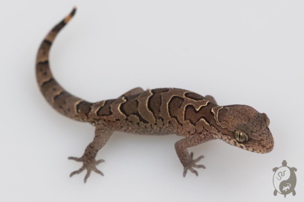 Geckoella nebulosus - Gecko indien assombri 01
