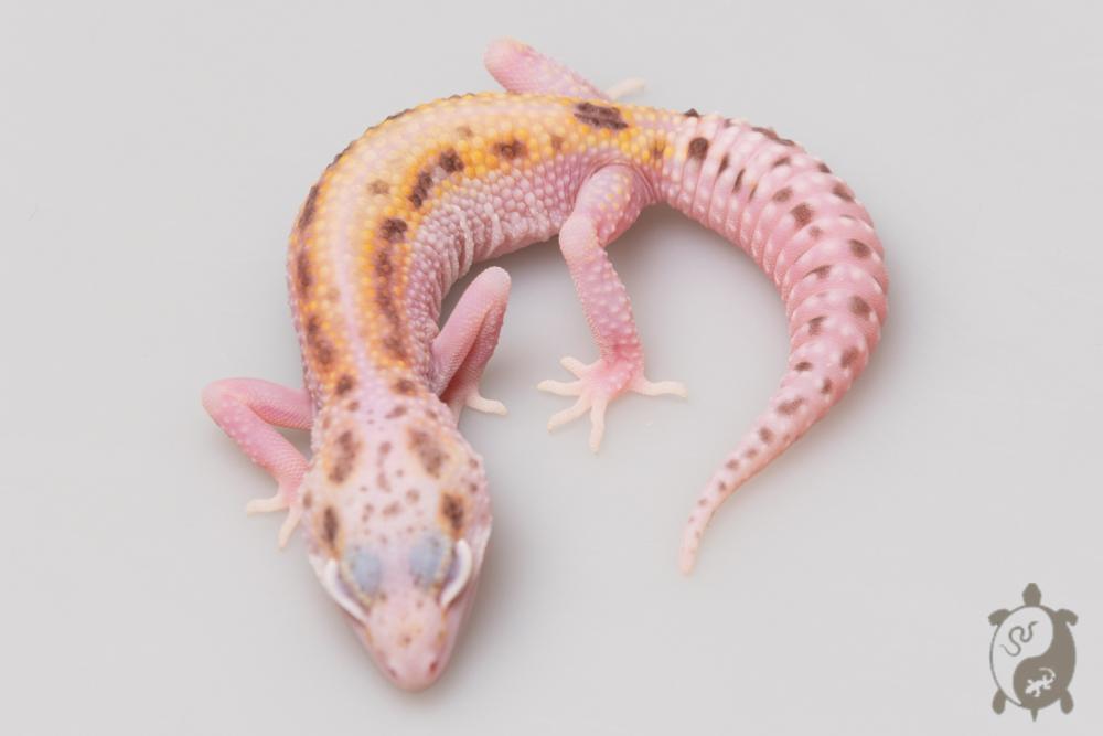 EJ40 - Gecko Léopard - Eublepharis Macularius WY Stripe SnowGlow Radar - &#9792; - NC 2021