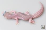 EJ31 - Gecko Léopard - Eublepharis Macularius Super Platinium ph Ember - non sexé - NC 2021