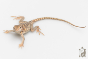 Crotaphytus collaris collaris Wichita Mountains - Lézard à collier 