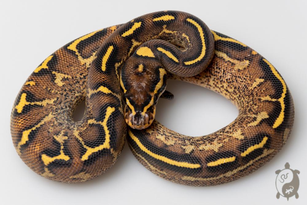 Python regius - Python royal Boutique Terrario Center