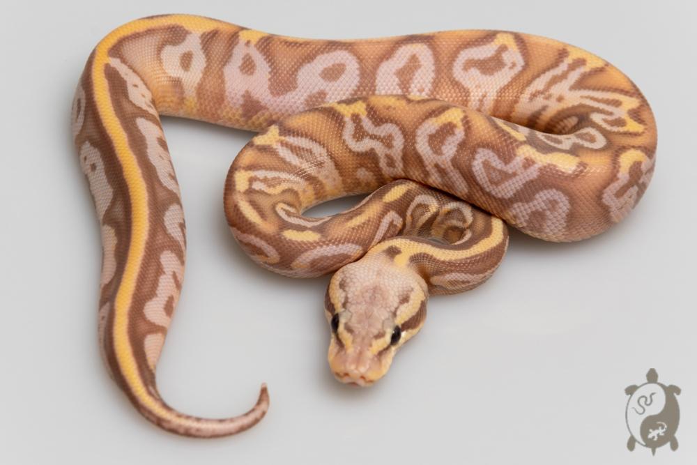 Python royal - Python regius Banana Pastel GHI Leopard