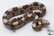 Boa constricteur - Boa imperator VPI