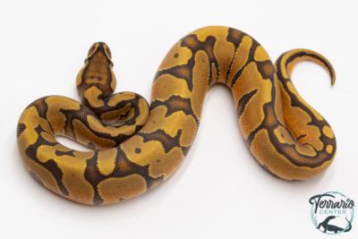 Python royal - Python regius Enchi Hypo 