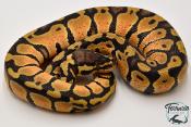 Python royal - Python regius Pastel