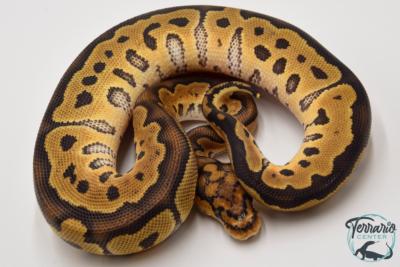 Python royal - Python regius Clown