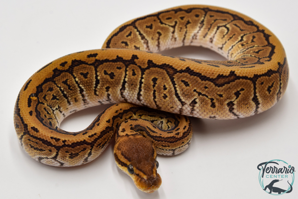Python royal - Python regius Pinstripe Phantom