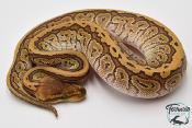 Python royal - Python regius Pinstripe Phantom