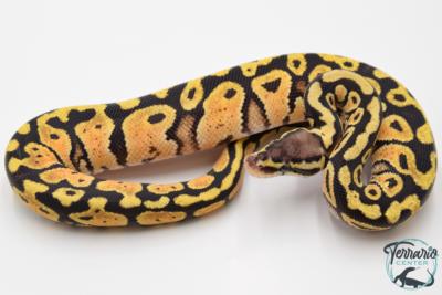 Python regius Pastel Spector