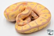 Python royal - Python regius Banana Clown