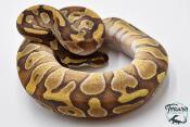 Python royal - Python regius Enchi Mojave