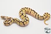 Python royal - Python regius Bumblebee Yellow Belly