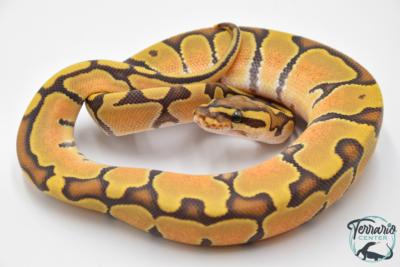 Python regius Banana Yellow Belly