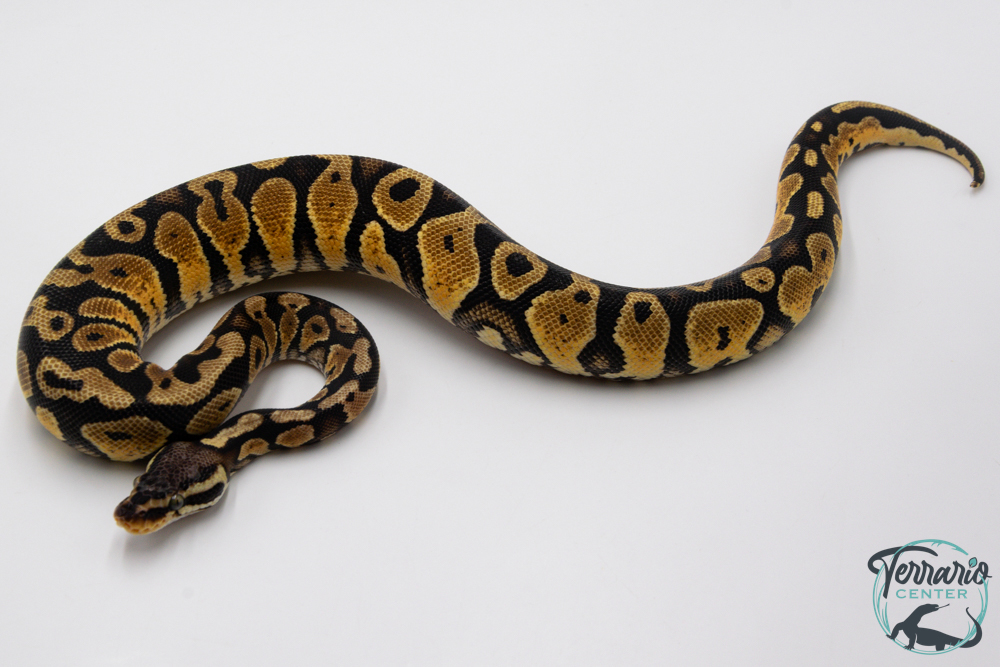 Python royal - Python regius Pastel Yellow Belly