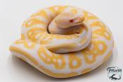 Python royal - Python regius Albinos Black Pastel