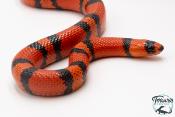 Lampropeltis triangulum hondurensis -  Faux-corail du Honduras - Super Tangerine - NC 2024