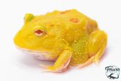 Ceratophrys cranwelli - Grenouille cornue de Cranwell Pikachu
