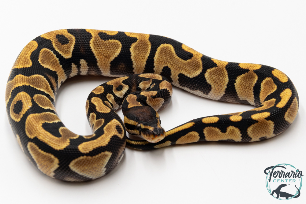 Python royal - Python regius Enchi