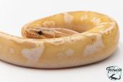 Python royal - Python regius Banana Sugar Pastel