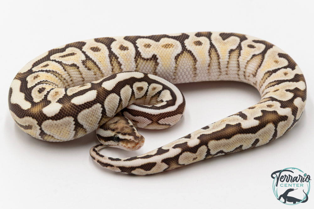 Python royal - Python regius Butter Spotnose