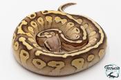 Python royal - Python regius Butter Pastel Vanilla