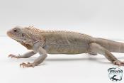 Iguana iguana - Iguane Vert juvénile - Nova