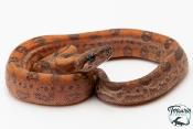 Boa constricteur - Boa imperator Leopard Mandarine Belly 