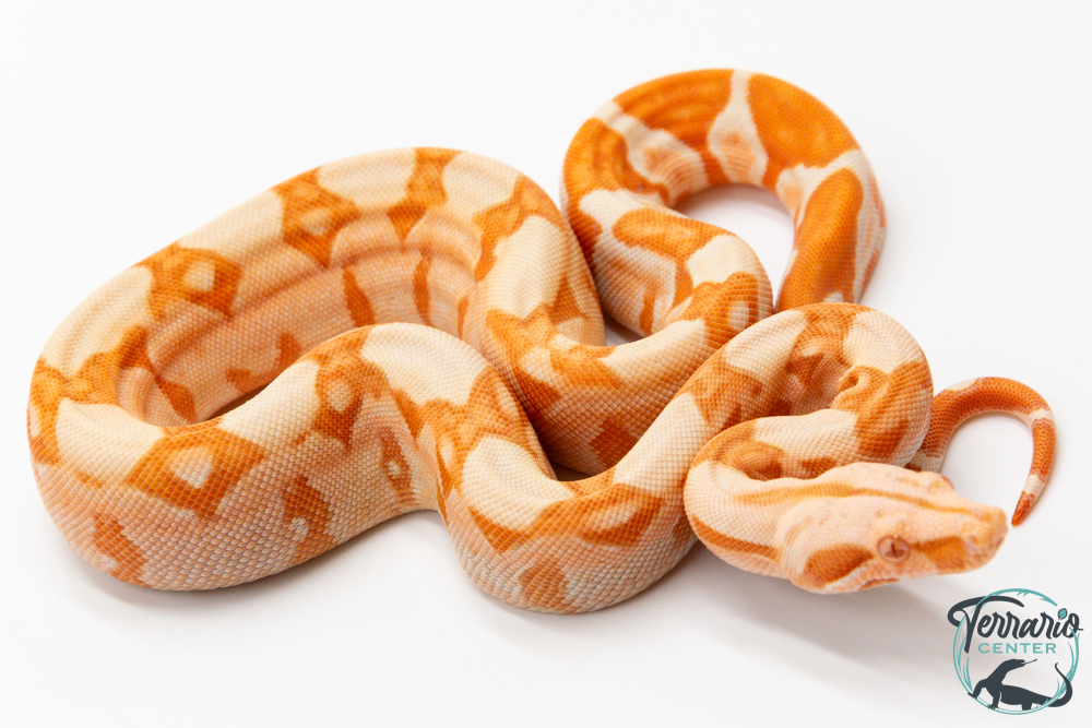 Boa constricteur - Boa imperator Junglow Kahl 