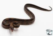 Boa constricteur - Boa imperator Leopard Mandarine Belly 